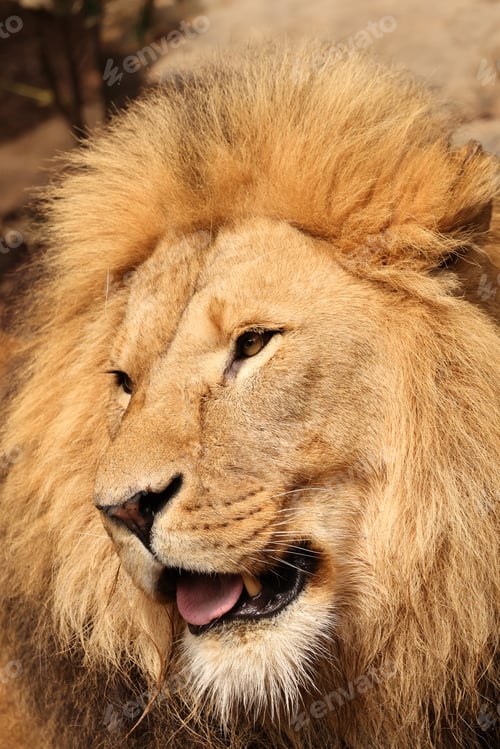 Preview: Lion (Panthera Leo) close up view