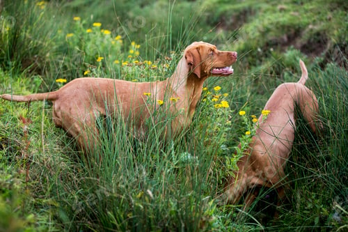 Preview: Portrait of two Vizla dogs on a meadow.