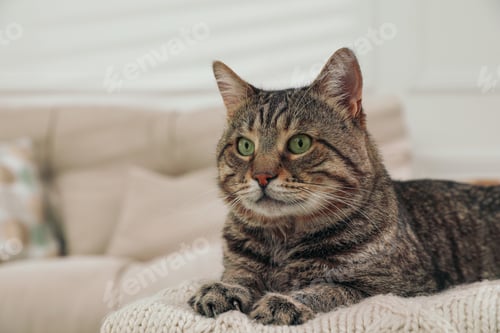 Preview: Cute tabby cat on knitted plaid indoors