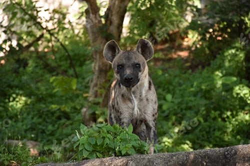 Preview: close up face of hyena and eye looking to hunting