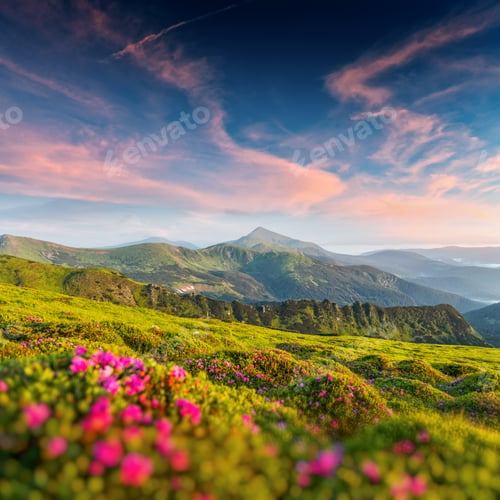 Preview: Pink rhododendron flowers in mountains