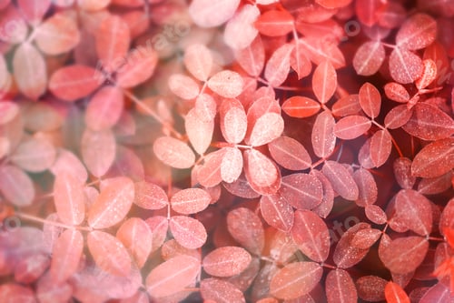 Preview: Autumnal red leaves background
