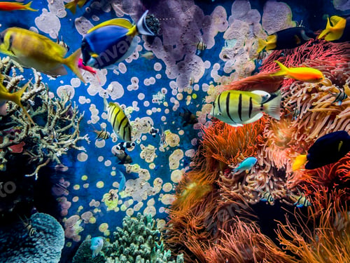 Preview: Underwater scene. Colorful and vibrant aquarium life