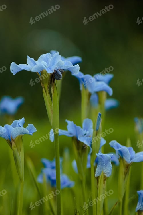 Preview: Natural backgrounds