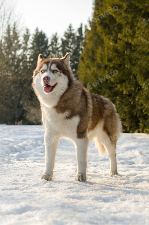 Preview: Siberian husky standing on snow in sunlit forest