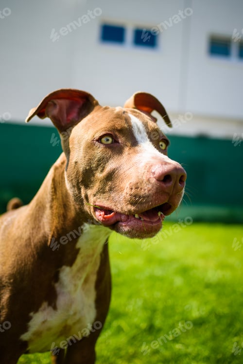 Preview: Young American Staffordshire pitbull dog outdoors in summer day