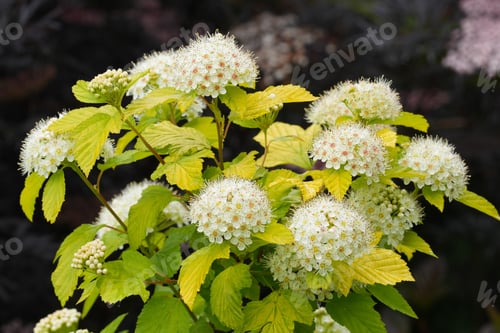 Preview: Closeup on the North-American white blossoming Ninebark, Physocarpus opulifolius in the garden