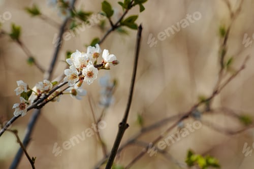 Preview: Blossoming branch with with flowers of cherry plum.
