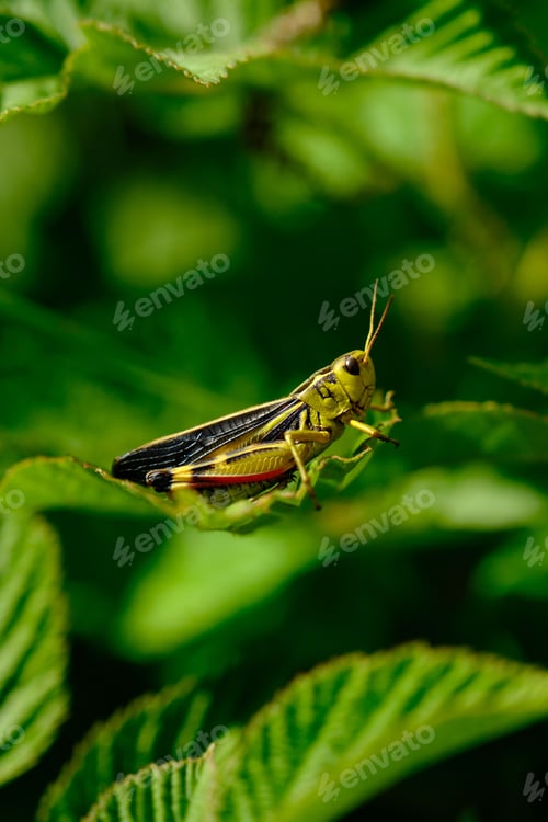 Preview: Grasshopper on Green Leaves