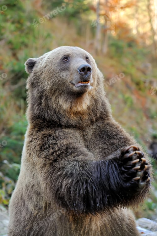 Preview: Brown bear (Ursus arctos) in nature
