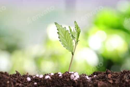 Preview: Growing plant and fertilizer on soil against blurred background. Gardening time