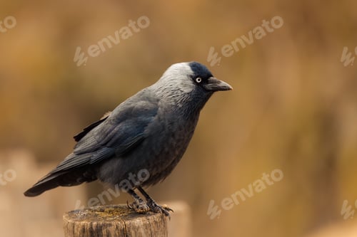 Preview: Closeup shot of a western jackdaw perched on a wooden post, Coloeus monedula.