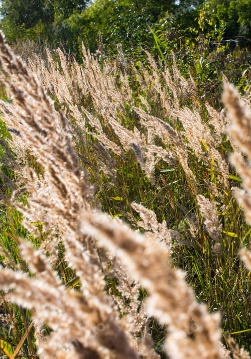 Preview: Fluffy Wild Flower Plants beautiful picture on your desktop