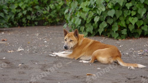 Preview: Shot of a Korean jindo dog lying on the ground