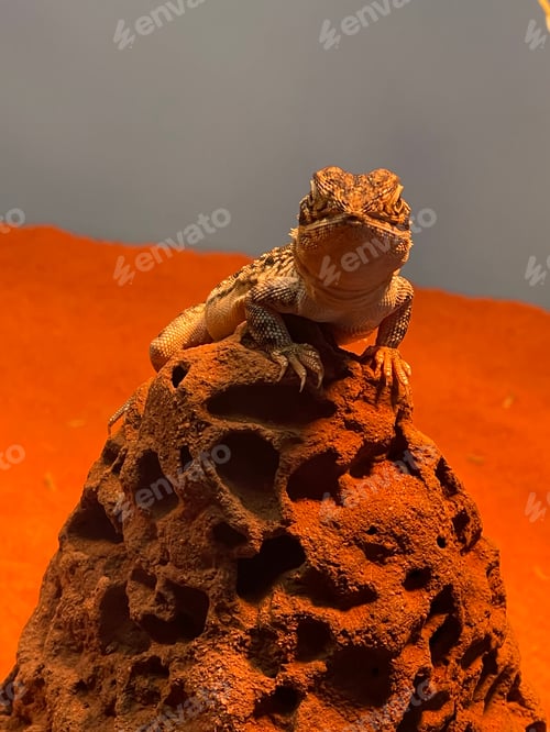 Preview: Native Australian desert dwelling lizard