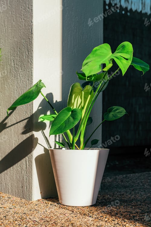 Preview: Young monstera plant in white pot in the garden with sunlight and shadow.