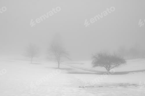 Preview: Monochrome shot of snow-covered trees beside a road