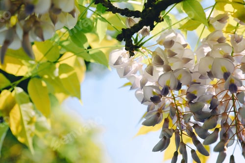 Preview: Vibrant cluster of visteria flowers hanging from a tree branch against a backdrop of golden foliage
