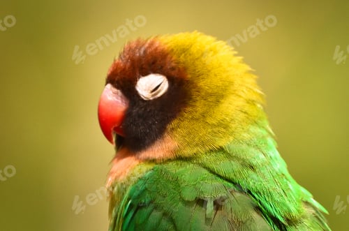 Preview: a beautiful coloured songbird, agapornis fischeri