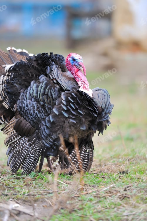 Preview: Turkey cock