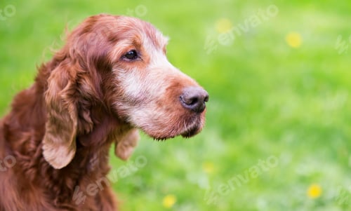 Preview: Beautiful old Irish Setter dog