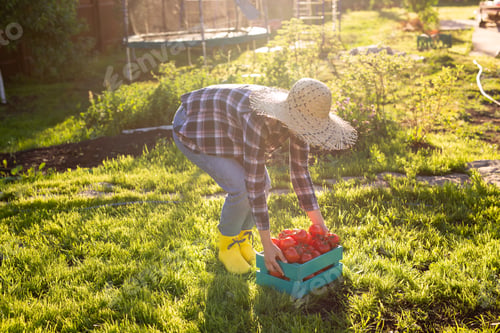 Preview: Hardworking young woman gardener in straw hat picks up her harvest box of tomatoes on sunny summer