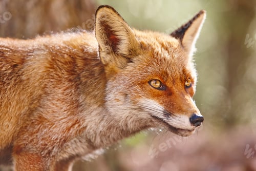 Preview: Fox head with green background. Wildlife in the forest