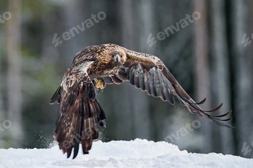 Preview: Golden eagle (Aquila chrysaetos)