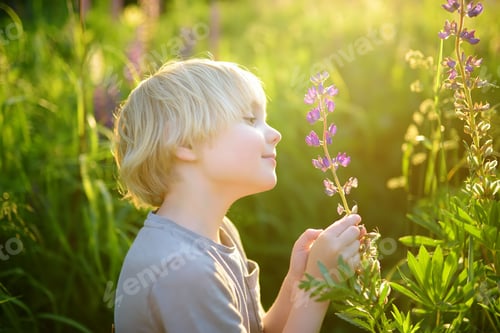 Preview: Cute preschooler boy admiring of lupine flowers in field on sunset.