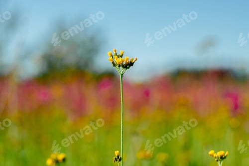 Preview: yellow flower close-up. Beautiful yellow flower against a colored background.