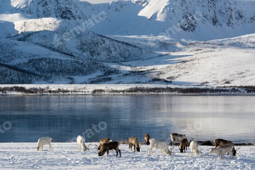 Preview: Reindeer (Rangifer tarandus) grazing, Lofoten and Vesteralen Islands, Norway