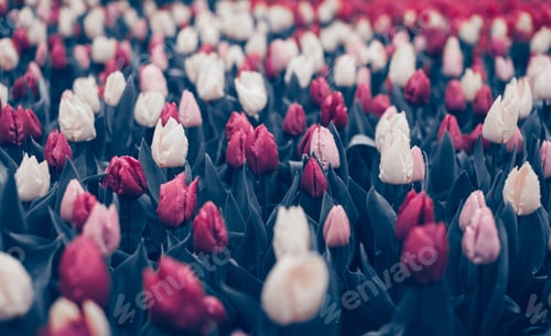 Preview: Tulips. Beautiful flowers in spring park, floral background. Vin