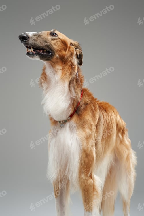 Preview: Brown persian greyhound standing against grey studio background