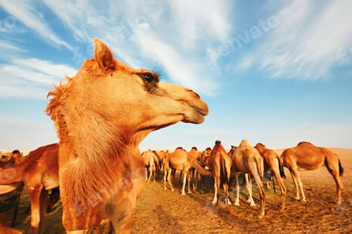 Preview: Herd of camels