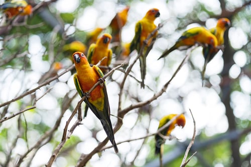 Preview: Beautiful colorful sun conure parrot birds