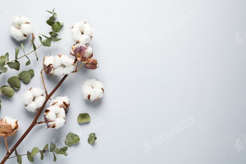 Preview: Dry cotton branch with fluffy flowers on light grey background, flat lay. Space for text