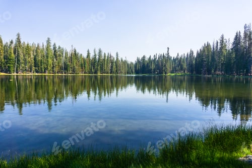 Preview: Coniferous trees forest reflected in a calm lake surface