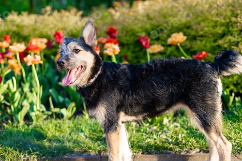 Preview: Cute small dog puppy relaxing in the garden near tulips.