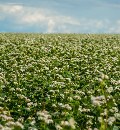 Preview: Buckwheat field flowering, inflorescence close-up