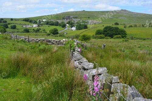 Preview: Landscape and pink flowers of the Common foxglove in Dartmoor National Park, Devon, UK