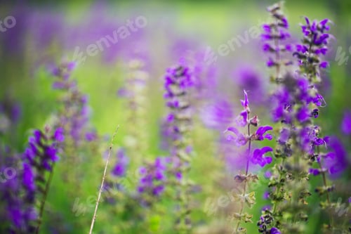 Preview: purple wildflowers