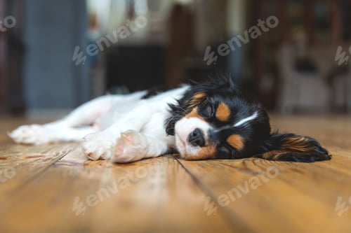 Preview: Puppy