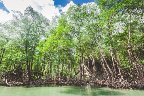 Preview: Lush mangrove trees along a tranquil waterway under a clear blue sky in the early afternoon