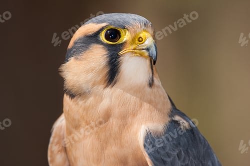 Preview: Aplomado Falcon