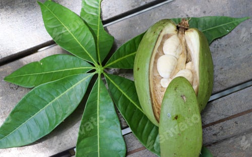 Preview: Maranhão chestnut, a tree widely used for reforestation