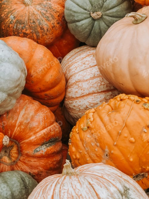 Preview: Flat lay Variety of pumpkins