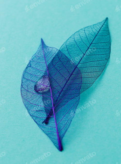 Preview: Leaf on the table