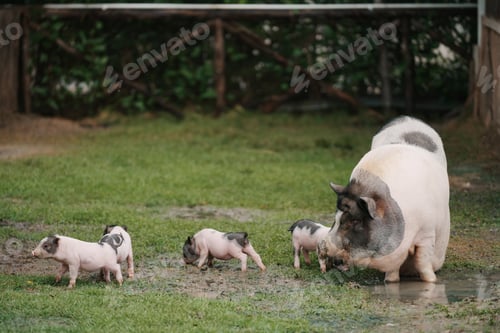 Preview: A family of pigs playing in the agrass at farm.