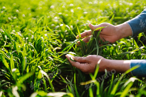 Preview: Young Green wheat seedlings in the hands of farmer. Male farmer looking at produce before harvesting