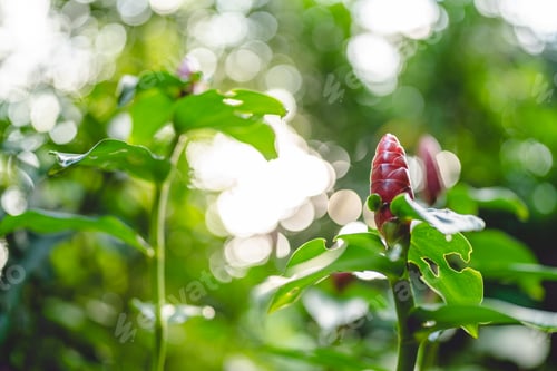 Preview: nature green plant in home garden, summer spring flower and growing floral leaf in environmental